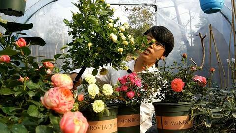 月季嫁接技术视频