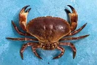 小螃蟹手指操视频,跟着视频动起来！