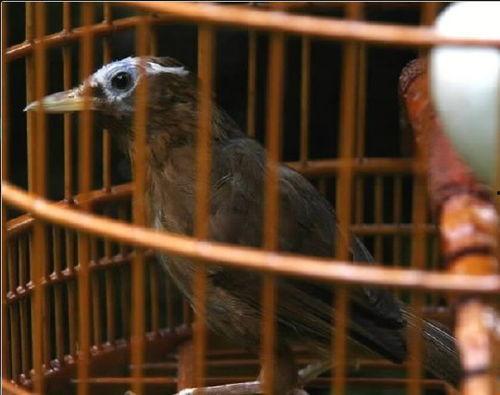 漳州画眉鸟打斗视频,精彩瞬间尽收眼底