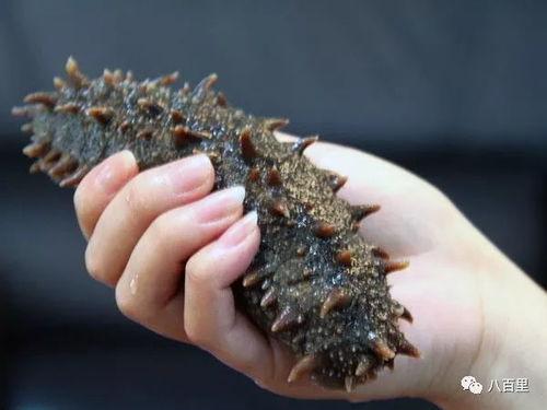 活海参视频,揭秘活海参的神奇魅力