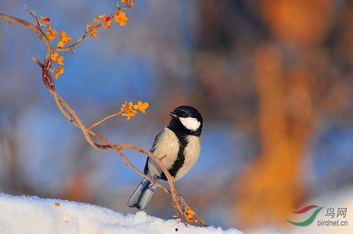 日本大山雀奶水视频